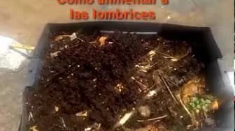 Post 7 by Lombrigreen on YouTube (video)