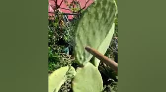 Post 3 by Lombrigreen on YouTube (video)