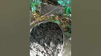 Post 5 by Lombrigreen on YouTube (video)