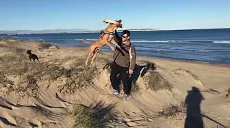 Post 5 by Latino Dog on YouTube (video)