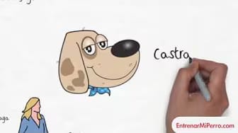 Post 1 by Entrenar mi Perro on YouTube (video)