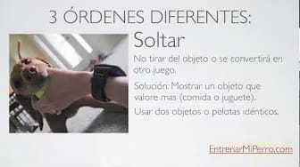 Post 3 by Entrenar mi Perro on YouTube (video)