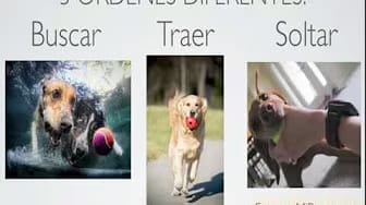 Post 4 by Entrenar mi Perro on YouTube (video)