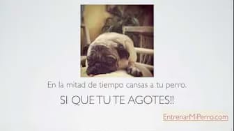 Post 6 by Entrenar mi Perro on YouTube (video)