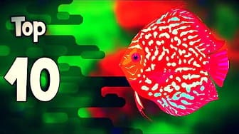 Post 5 by AQUABLUE on YouTube (video)