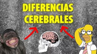 Post 8 by Neurofilia on YouTube (video)
