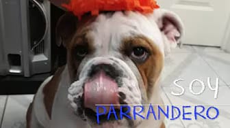 Post 1 by Aventuras de Niko el Bulldog on YouTube (video)