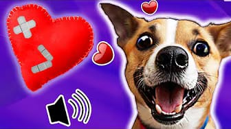 Post 10 by One More Dog on YouTube (video)