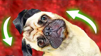Post 7 by One More Dog on YouTube (video)
