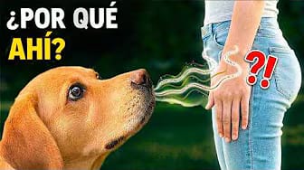 Post 9 by One More Dog on YouTube (video)