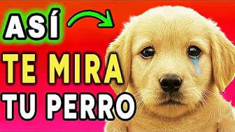 Post 5 by One More Dog on YouTube (video)