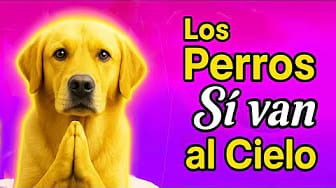 Post 3 by One More Dog on YouTube (video)