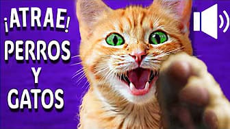 Post 6 by One More Dog on YouTube (video)