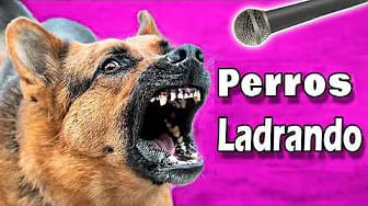 Post 1 by One More Dog on YouTube (video)