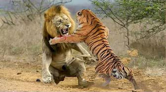 Post 7 by Naturaleza Salvaje on YouTube (video)