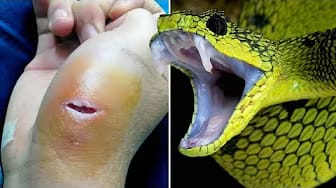 Post 9 by Naturaleza Salvaje on YouTube (video)