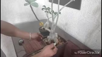 Post 10 by florimania cancun on YouTube (video)