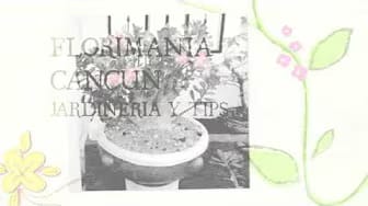 Post 3 by florimania cancun on YouTube (video)