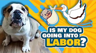 Post 7 by I Love Bulldogs Co on YouTube (video)