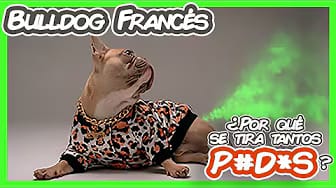 Post 10 by I Love Bulldogs Co on YouTube (video)