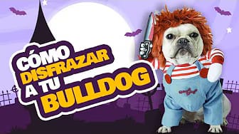 Post 9 by I Love Bulldogs Co on YouTube (video)