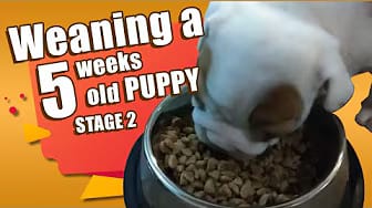 Post 2 by I Love Bulldogs Co on YouTube (video)