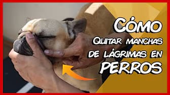 Post 3 by I Love Bulldogs Co on YouTube (video)