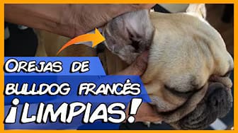 Post 8 by I Love Bulldogs Co on YouTube (video)