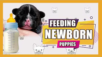 Post 4 by I Love Bulldogs Co on YouTube (video)