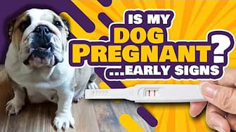 Post 5 by I Love Bulldogs Co on YouTube (video)