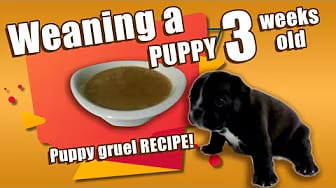 Post 6 by I Love Bulldogs Co on YouTube (video)