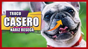 Post 1 by I Love Bulldogs Co on YouTube (video)