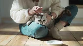 Post 10 by Whiskas México on YouTube (video)