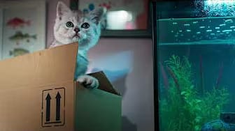 Post 3 by Whiskas México on YouTube (video)