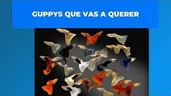 Post 10 by Otro de Acuarios on YouTube (video)