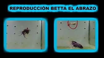 Post 6 by Otro de Acuarios on YouTube (video)