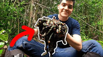 Post 4 by Francisco HDZ on YouTube (video)