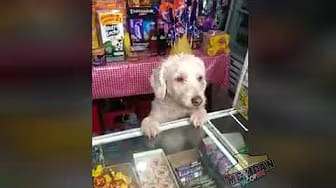 Post 6 by MEXICANBLOOPERS on YouTube (video)