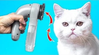 Post 3 by Mis Gatos Graciosos — My Funny Cats on YouTube (video)