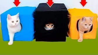 Post 7 by Mis Gatos Graciosos — My Funny Cats on YouTube (video)