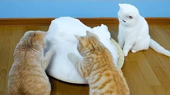 Post 5 by Mis Gatos Graciosos — My Funny Cats on YouTube (video)
