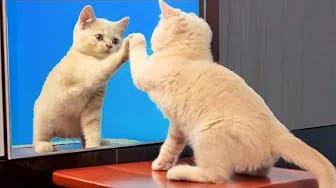 Post 6 by Mis Gatos Graciosos — My Funny Cats on YouTube (video)