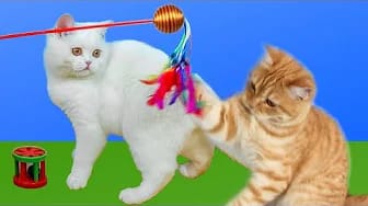 Post 4 by Mis Gatos Graciosos — My Funny Cats on YouTube (video)