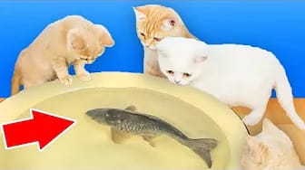 Post 1 by Mis Gatos Graciosos — My Funny Cats on YouTube (video)