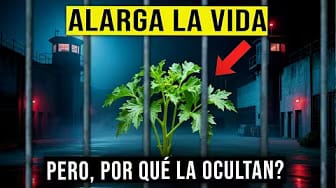Post 10 by Secretos De Jardineria on YouTube (video)