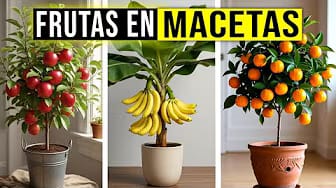 Post 4 by Secretos De Jardineria on YouTube (video)