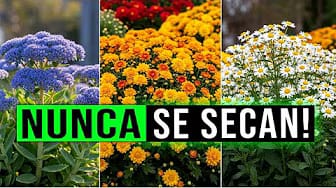 Post 3 by Secretos De Jardineria on YouTube (video)