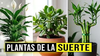 Post 5 by Secretos De Jardineria on YouTube (video)