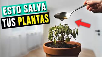 Post 8 by Secretos De Jardineria on YouTube (video)