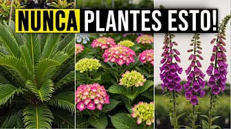 Post 2 by Secretos De Jardineria on YouTube (video)